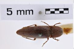 Foto (Dorsalansicht) von Melanotus opacicollis (LeConte, 1866) (NHMW-ZOO-COL-0007779)